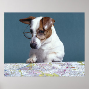 Affiches Chien avec lunettes de lecture étudier la carte