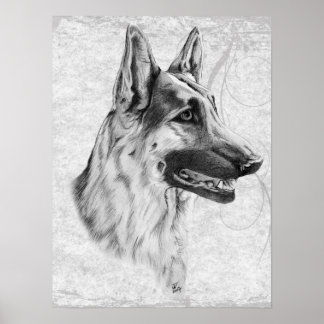 Affiches Chien berger allemand