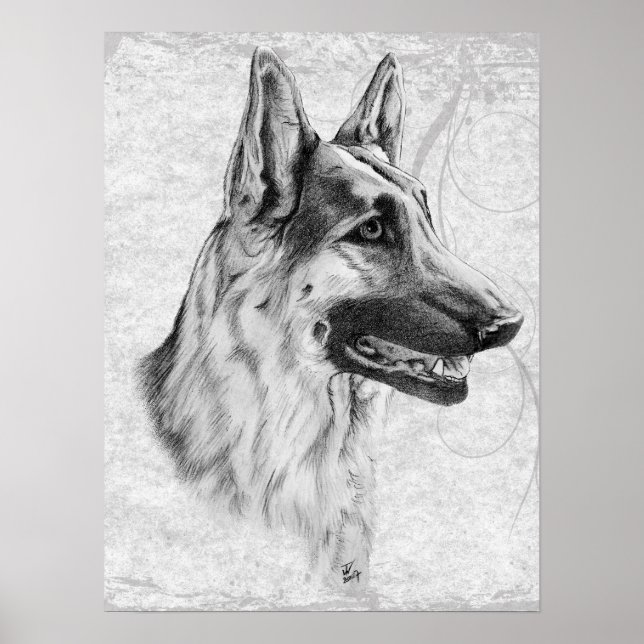 Affiches Chien berger allemand (Devant)