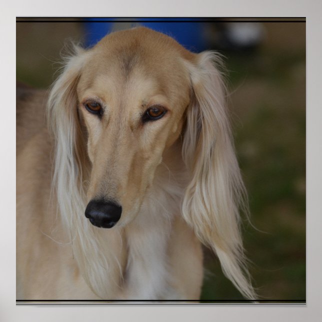 Affiches Chien Blonde Saluki (Devant)