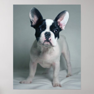 Affiches Chien-chien français à l'attention