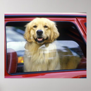 Affiches Chien dans la fenêtre de voiture rouge