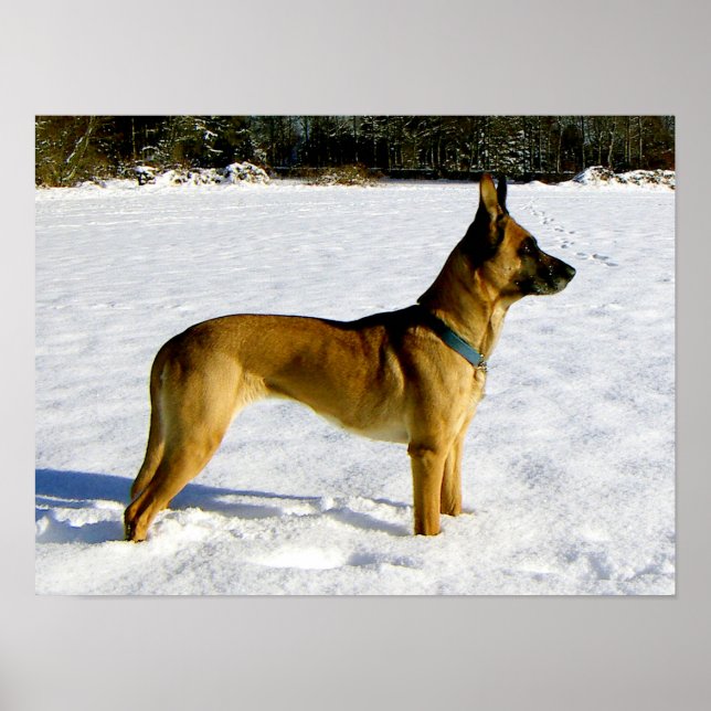 Affiches Chien dans la neige (Devant)