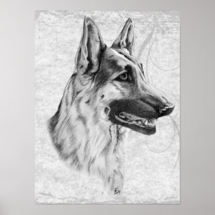 Affiches Chien de berger allemand