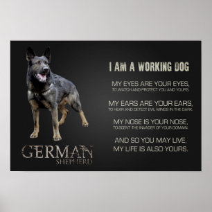 Affiches Chien de berger allemand de travail - GSD