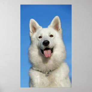 Berger Blanc Suisse Porte-cl/és dans l/´emballage cadeau.