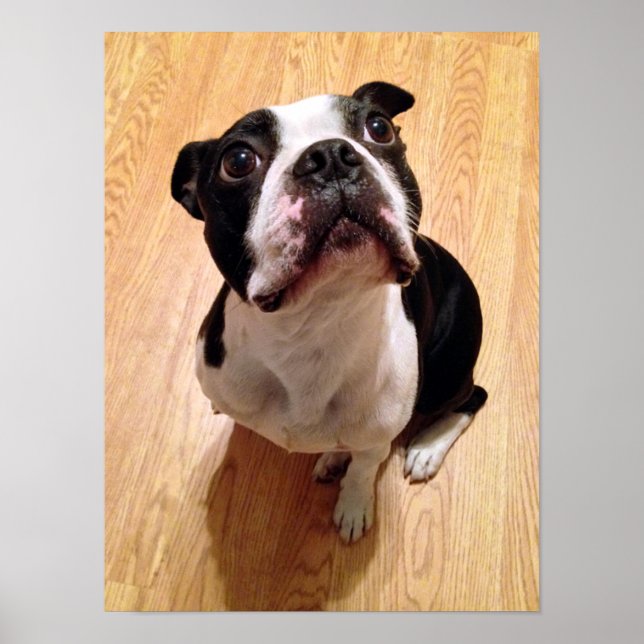 Affiches Chien de Boston Terrier (Devant)