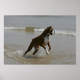 Affiches Chien de boxeur dans l'eau