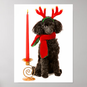 Affiches Chien de caniche noir de jouet de Noël habillé