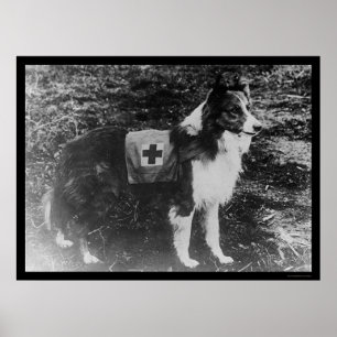 Affiches Chien de Croix-Rouge en Italie 1909