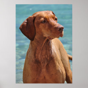 Affiches Chien de Magyar Vizsla