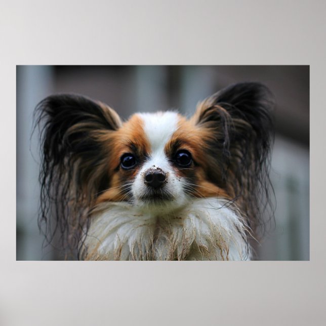 Affiches Chien de papillon mou (Devant)