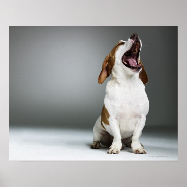 Affiches Chien de race mixte (Devant)