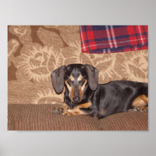 Affiches Chien de saucisse d'oscar