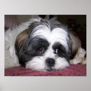 Affiches Chien de Shih Tzu