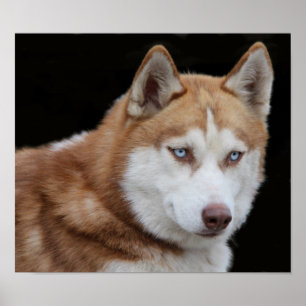 Affiches Chien Husky de l'Alaska