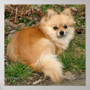 Affiches Chien Kleinspitz allemand