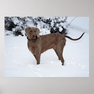 Affiches Chien mâle Weimaraner en hiver
