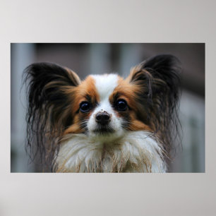 Affiches Chien mignon de papillon