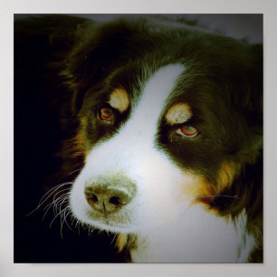 Affiches Chien montagnard bernois