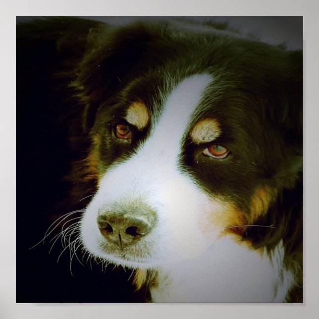 Affiches Chien montagnard bernois (Devant)