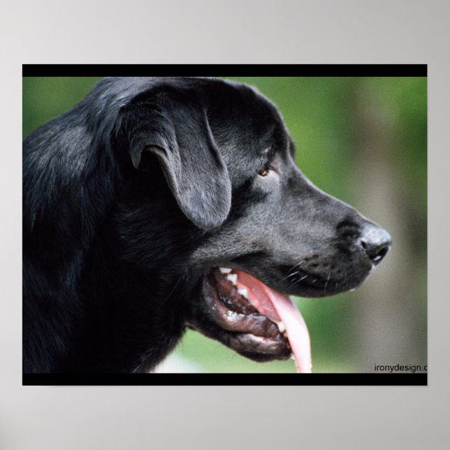 Affiches Chien noir du Labrador (Devant)
