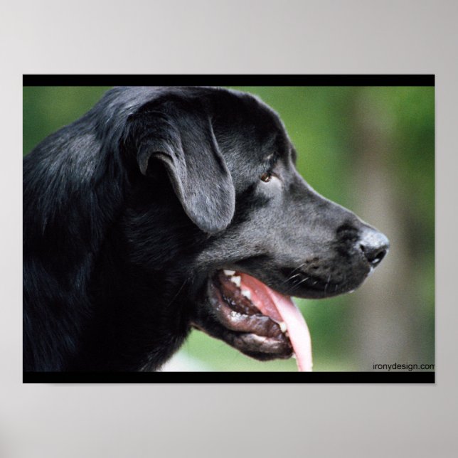 Affiches Chien noir du Labrador (Devant)