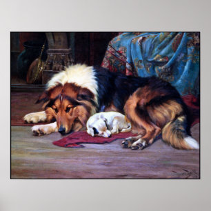 Affiches Chien orphelin secouru par un colley - copie