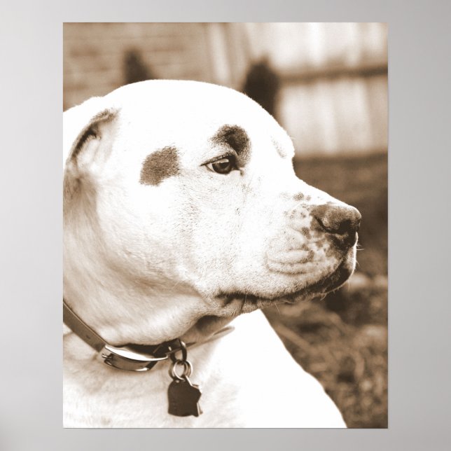 Affiches chien pitbull sepia haine acte pas race (Devant)