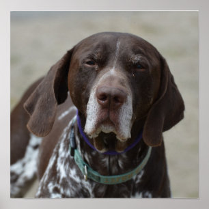 Affiches Chien pointeur allemand à pois court