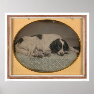 Affiches Chien possédé par Sheldon Nichols (39986)