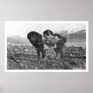 Affiches Chien se baladant Seward, Alaska 1911