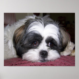 Affiches Chien Shih Tzu