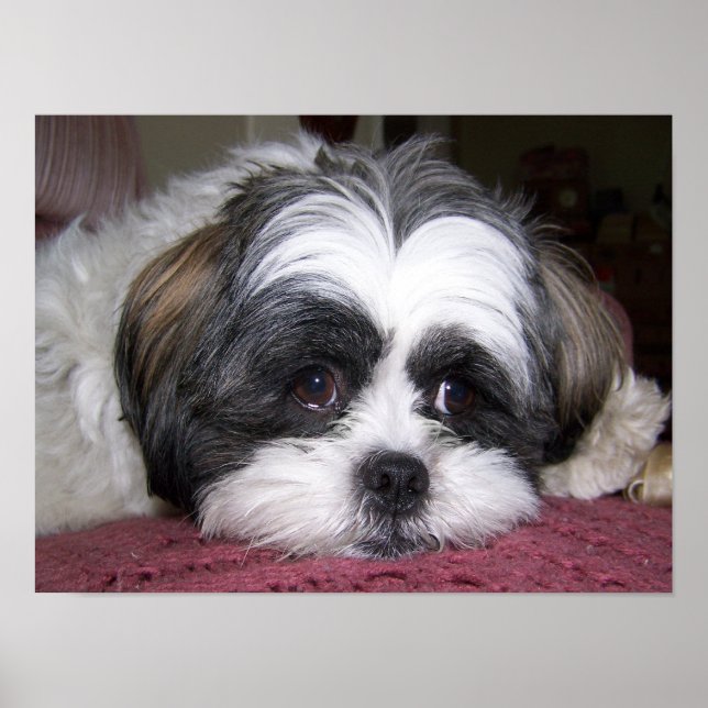 Affiches Chien Shih Tzu (Devant)