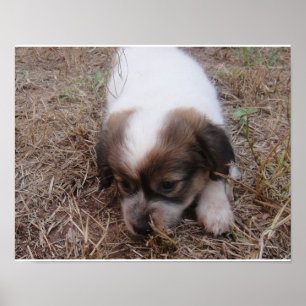 Affiches Chien Snap
