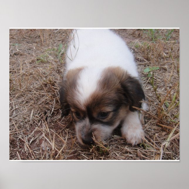 Affiches Chien Snap (Devant)