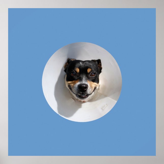 Affiches Chien souriant drôle (Devant)