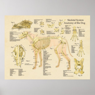Affiches Chien Système Skeletal Bones Anatomie Graphique