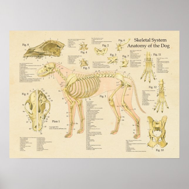 Affiches Chien Système Skeletal Bones Anatomie Graphique (Devant)