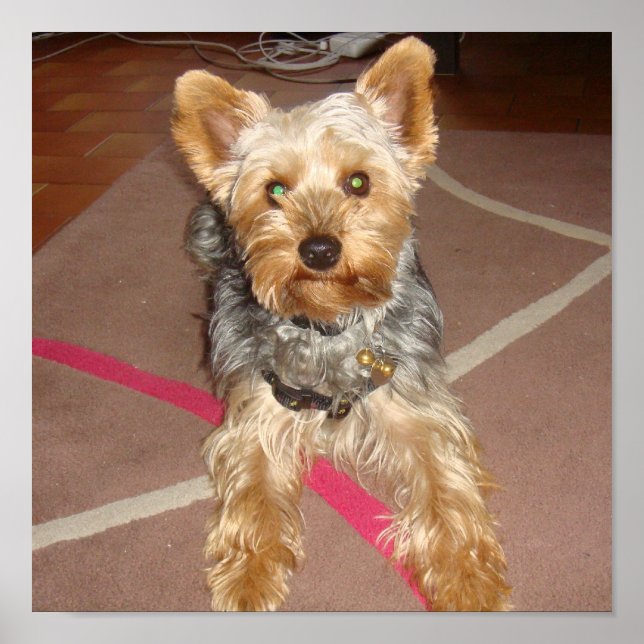 Affiches chien yorkshire terrier (Devant)