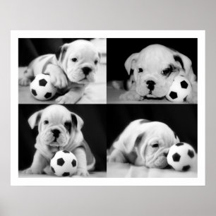 Affiches "Chiens de football" English Bulldog Collage