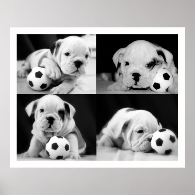 Affiches "Chiens de football" English Bulldog Collage (Devant)