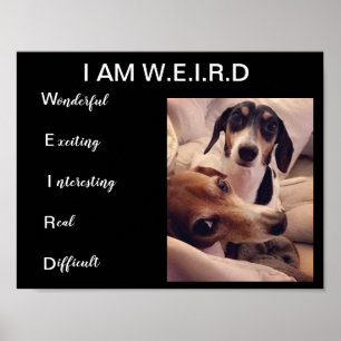 Affiches Chiens de Weiner