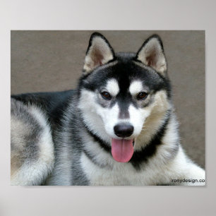 Affiches Chiens Malamutes d'Alaska