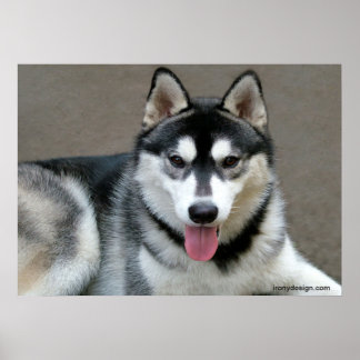 Affiches Chiens malamutés de l'Alaska