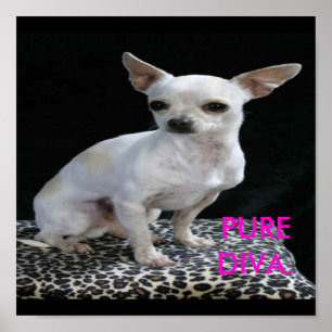 Affiches Chig Chihuahua Diva Print