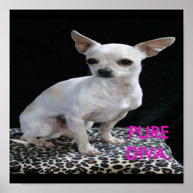 Affiches Chig Chihuahua Diva Print (Devant)