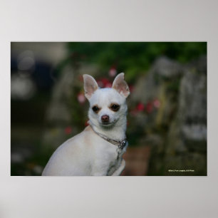 Affiches Chihuahua blanc