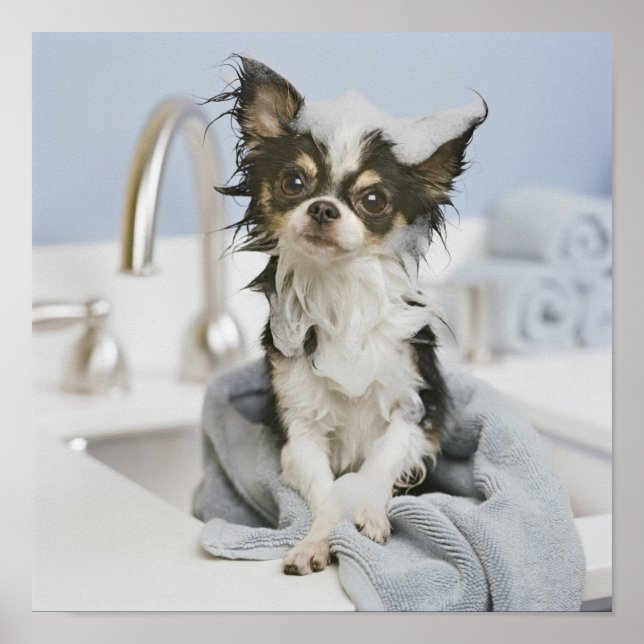 Affiches Chihuahua Chiot Enveloppé Dans Une Serviette (Devant)