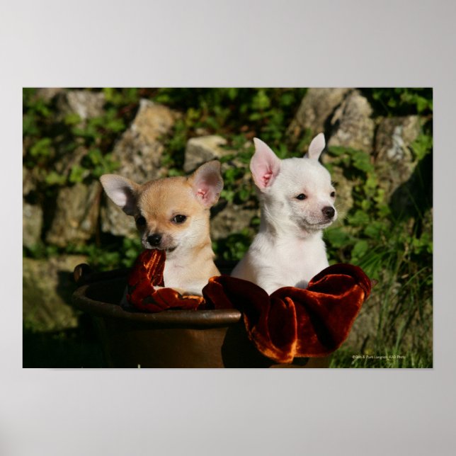 Affiches Chihuahua Puppies (Devant)